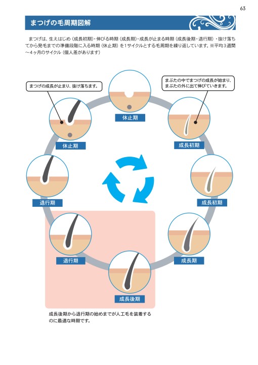 まつ毛 周期 人気 生理